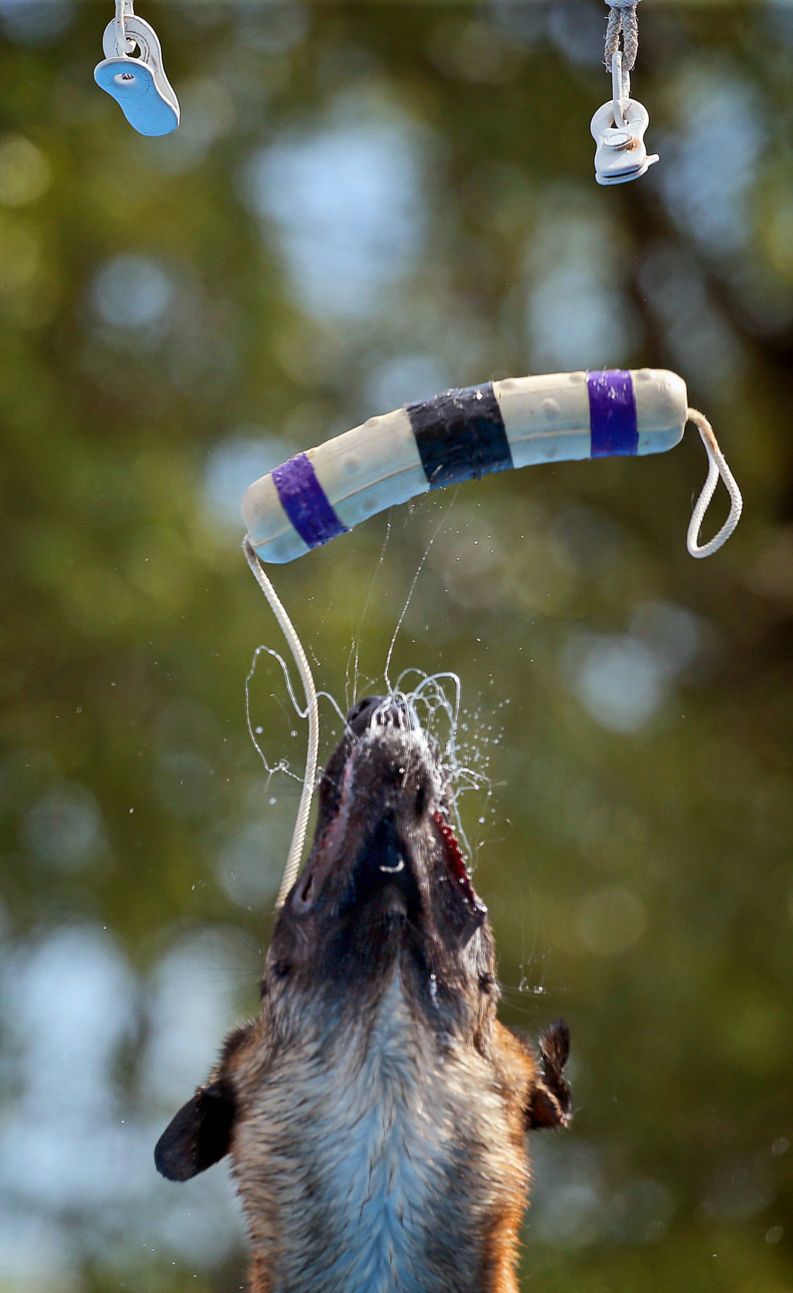 Incredible dogs compete at Purina Farms